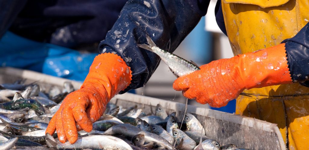 Produits de la mer Agromousquetaires